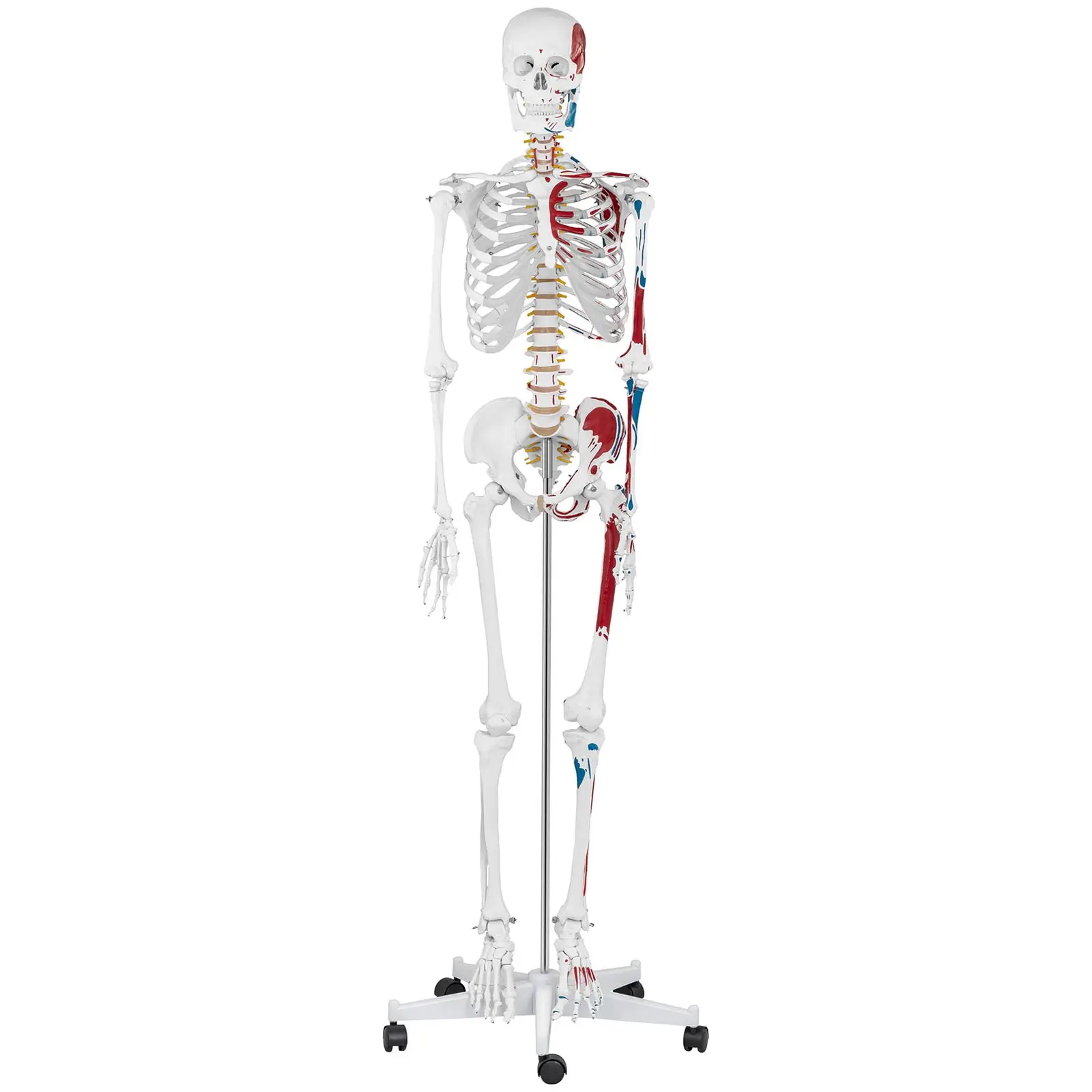 Skelett-Modell - lebensgroß - koloriert