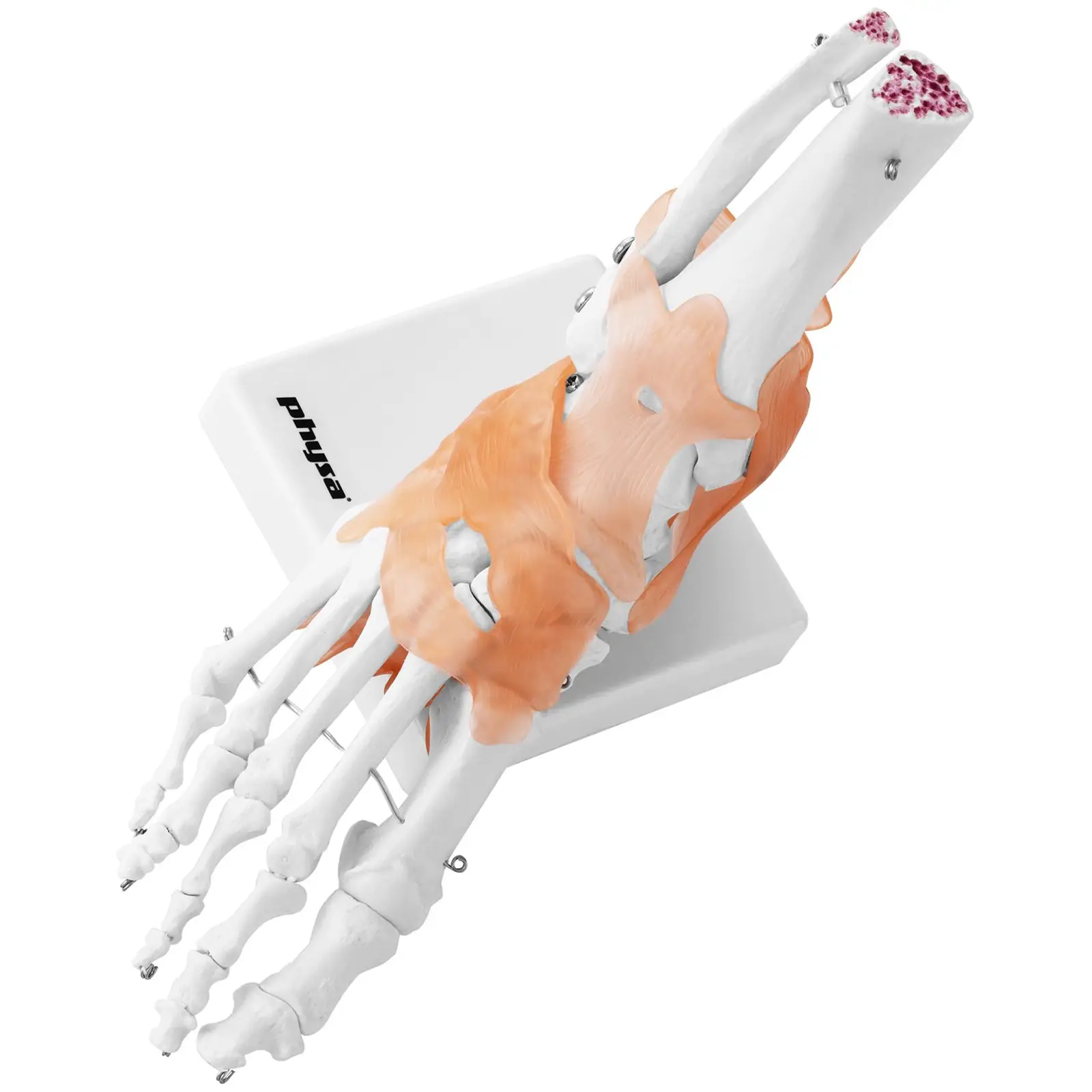 Fußskelett Modell - mit Bändern und Gelenken