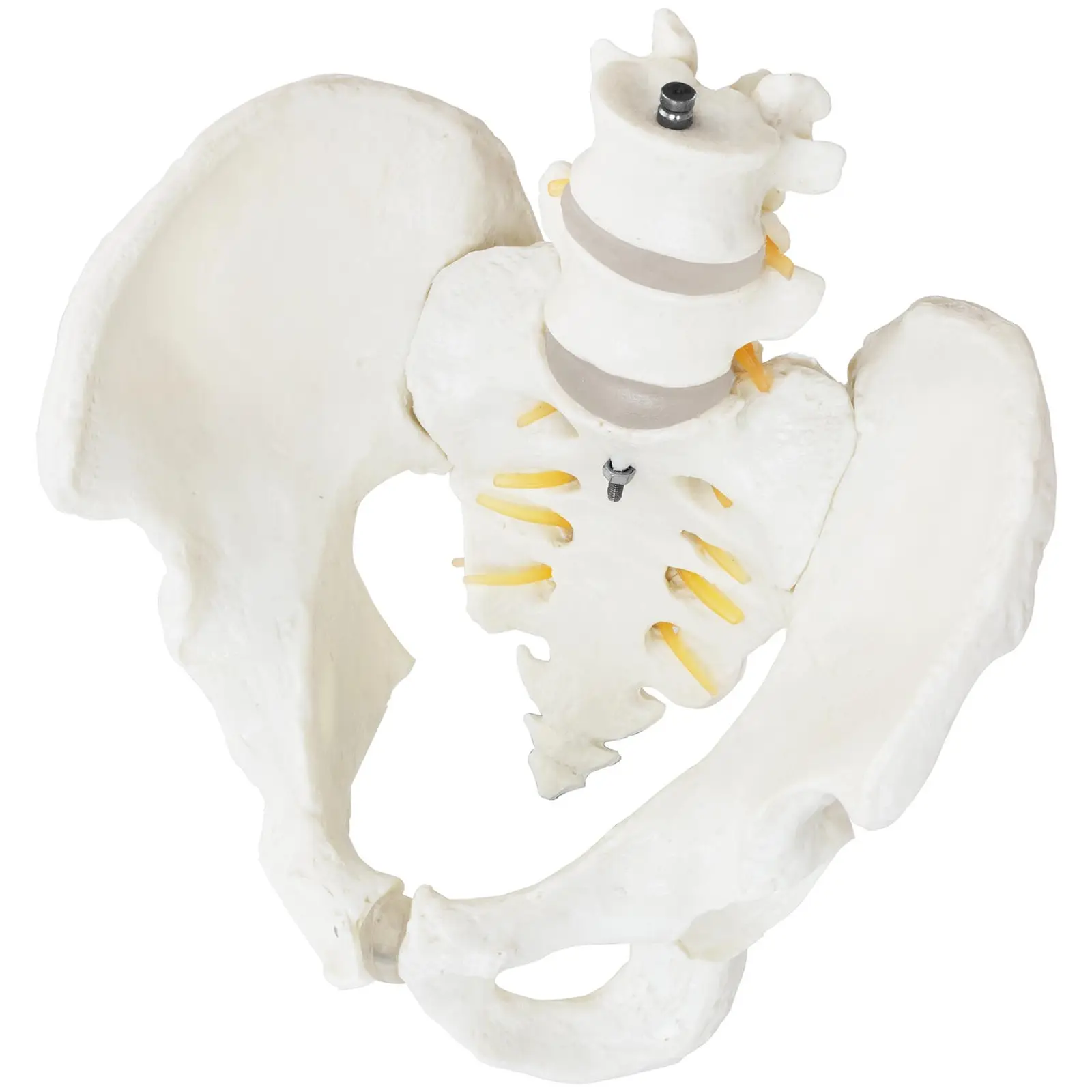 Skelett Becken-Modell mit Lendenwirbel - männlich